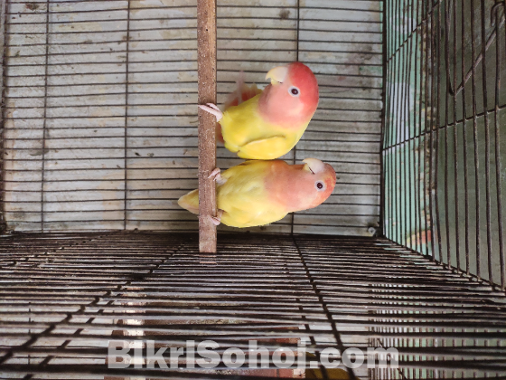 Running Lovebird Pair